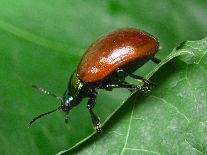 Chrysolina polita (Linnaeus, 1758)